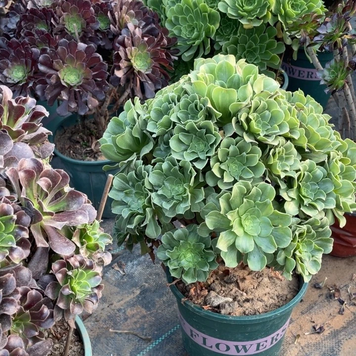 42多肉植物多肉多肉多肉