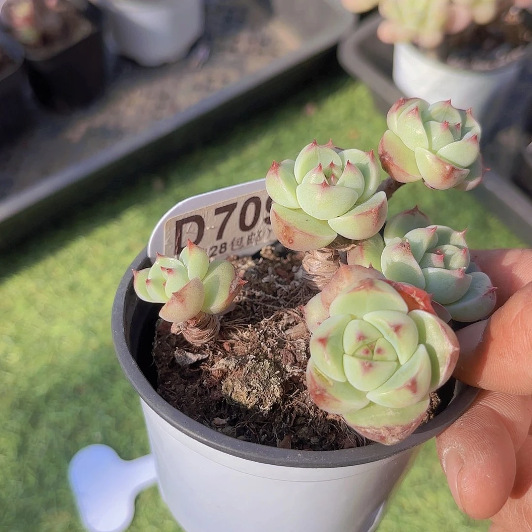 D709黄真伊一物一拍