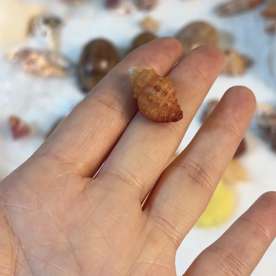 天然海螺贝壳标本福利