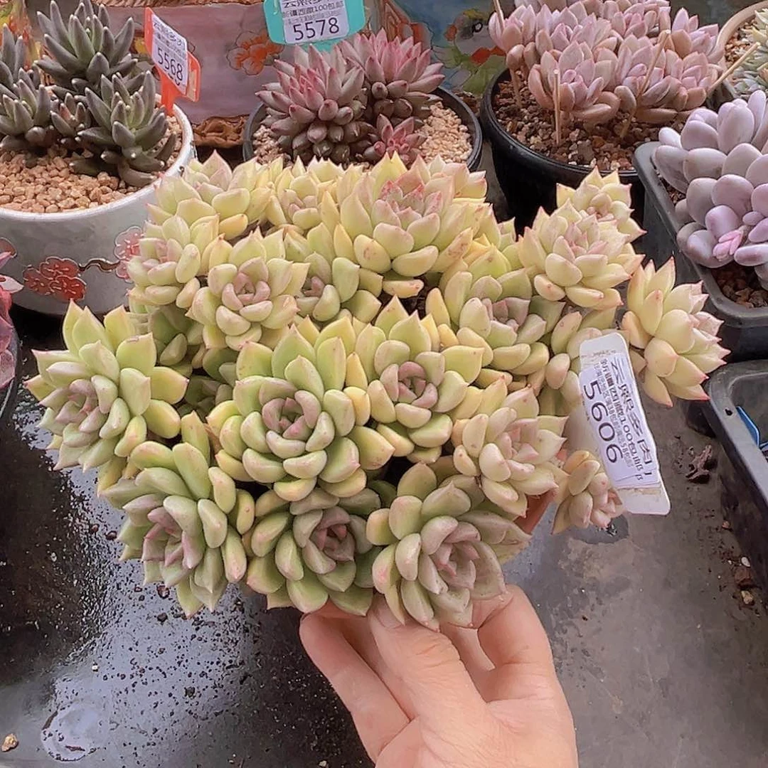 5606璀璨。