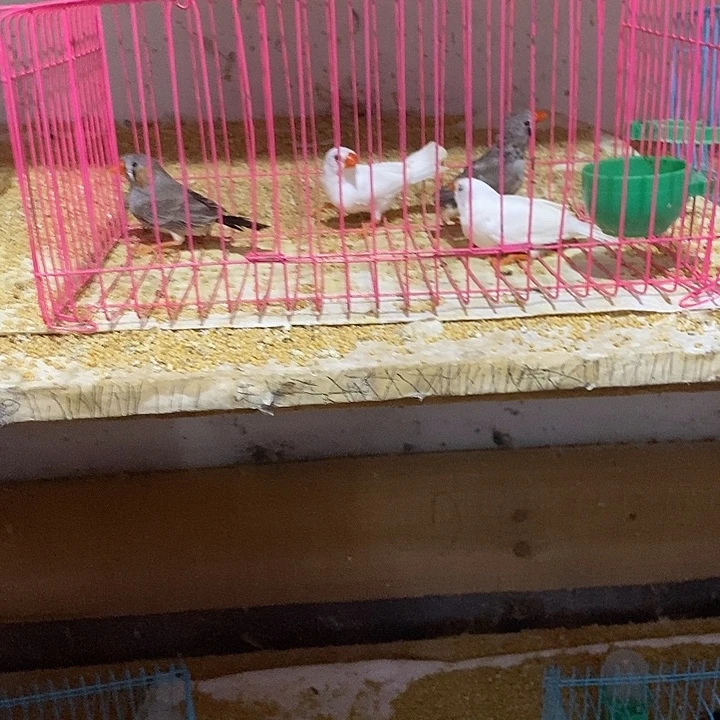 珍珠鸟囚***…特价白加灰，包活到家