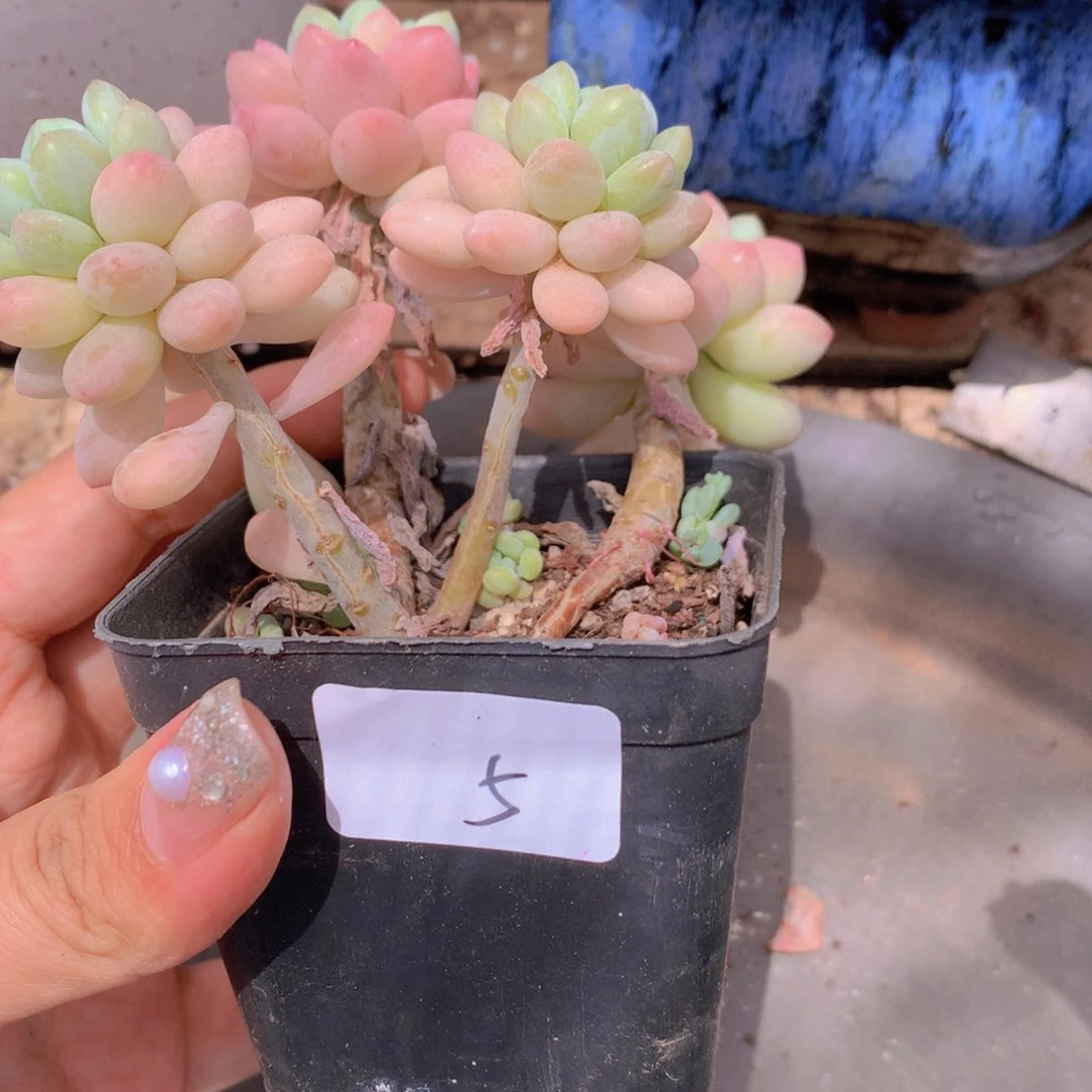无花朵多肉植物 5