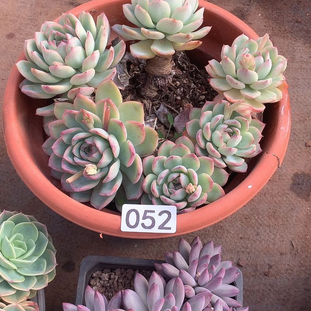 052 一物一拍多肉