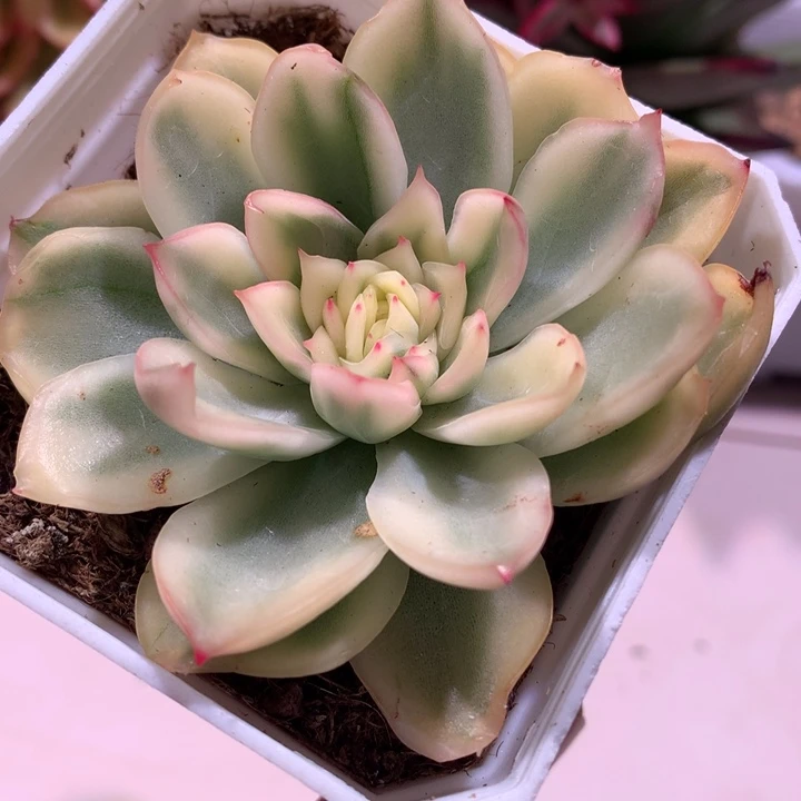 寒酥锦腹轮锦锦锦