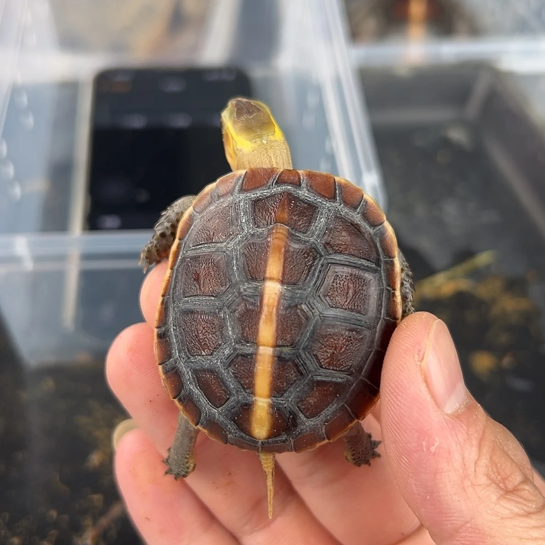 母B****）安安安安静静