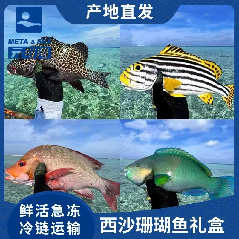 海南南海西沙群岛珊瑚鱼精美礼盒套装5斤/10斤
