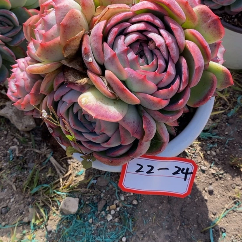 【闪购商品】?****?多肉植物的