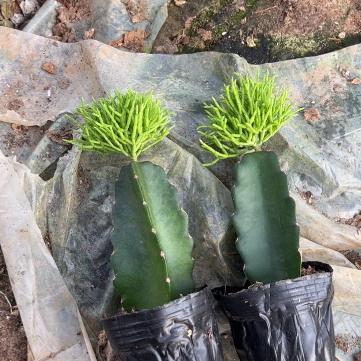木偶人嫁接小苗带盆发货一颗6公分左右
