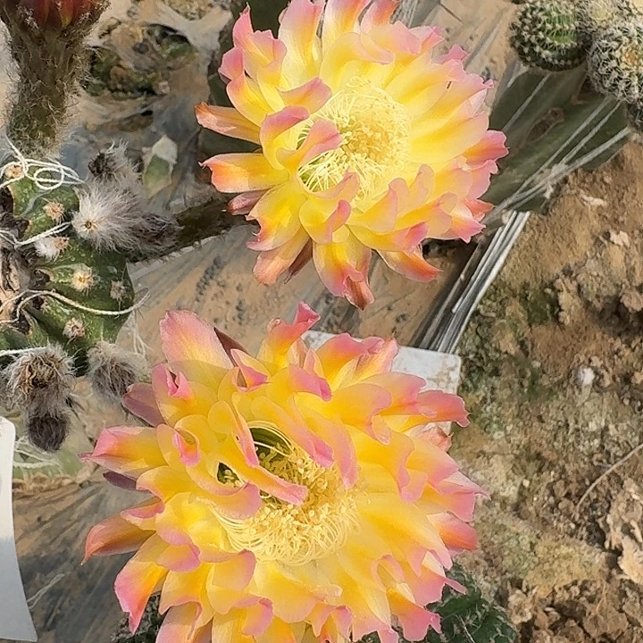 方***平繁花。王子侧芽仙人球2公分侧芽