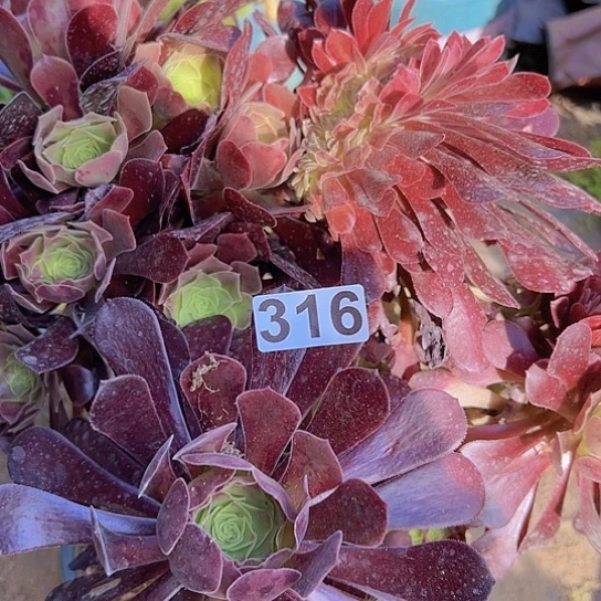 暖***阳多肉植物一个法师