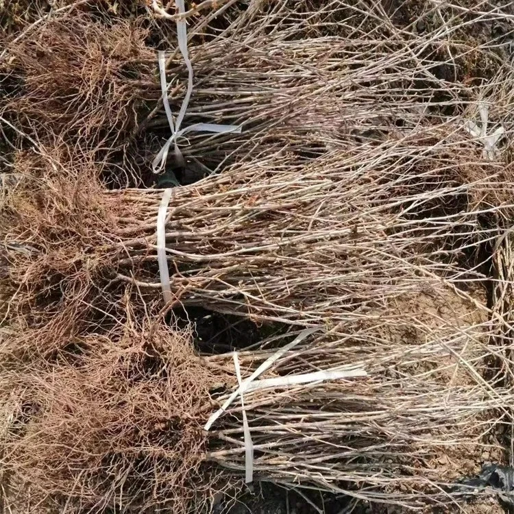 灯笼树苗组合数量组合装