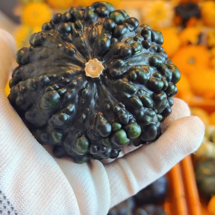 六*八墨西哥七彩疙瘩青皮