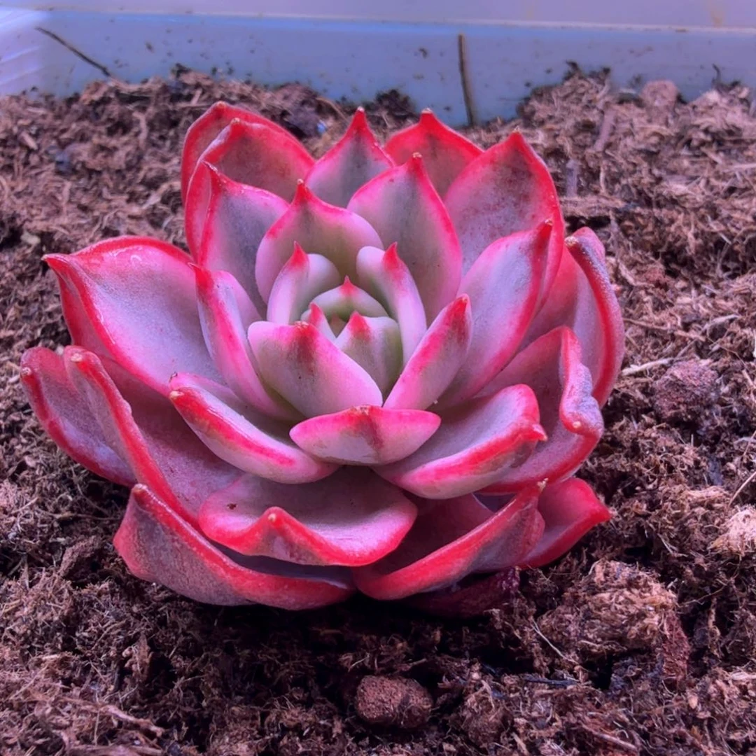 劳伦斯锦 多肉植物