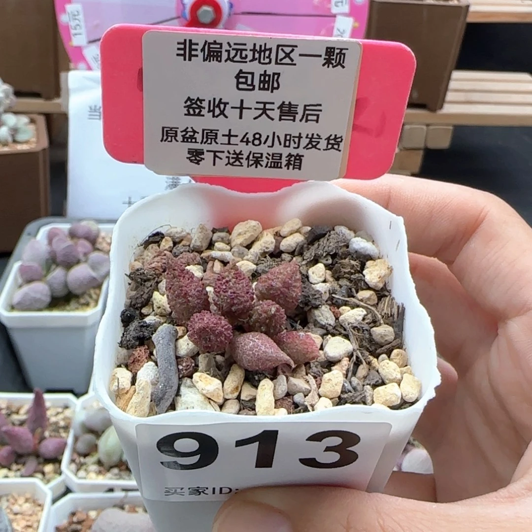 913红天鹅多肉植物