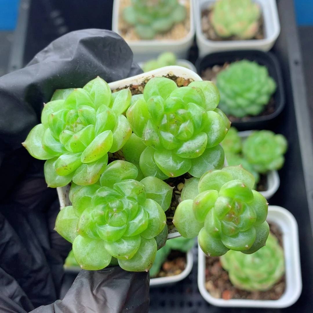 58包邮  群生不包整甜心43