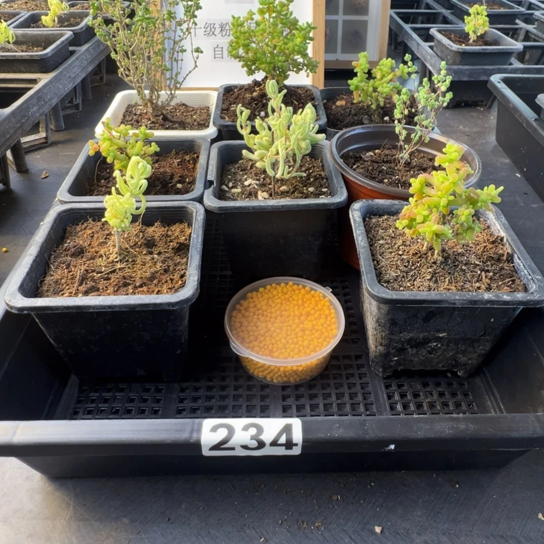 枝干番杏多肉植物234安