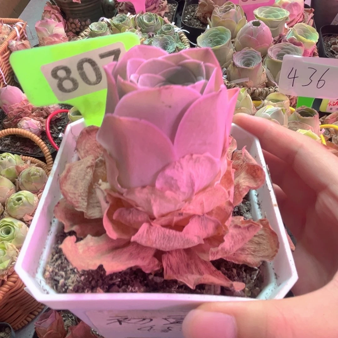 807山地玫瑰一物一拍