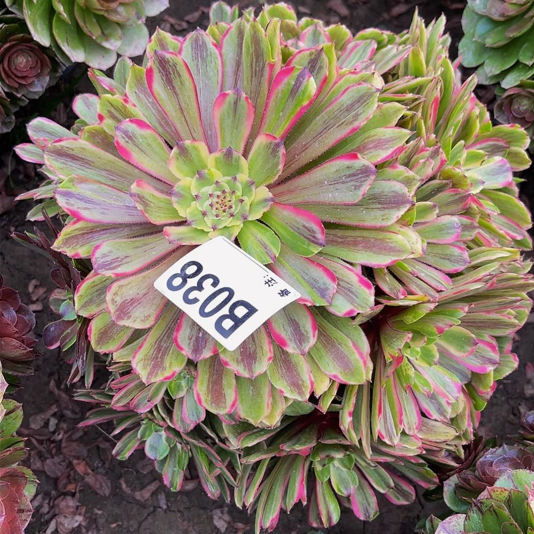 粉黛14-13包邮法师