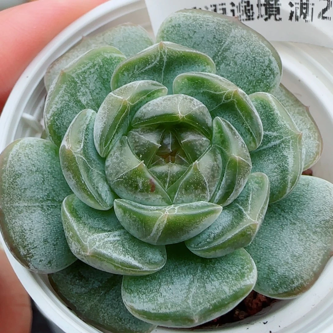 花语逸镜0926-115白恋