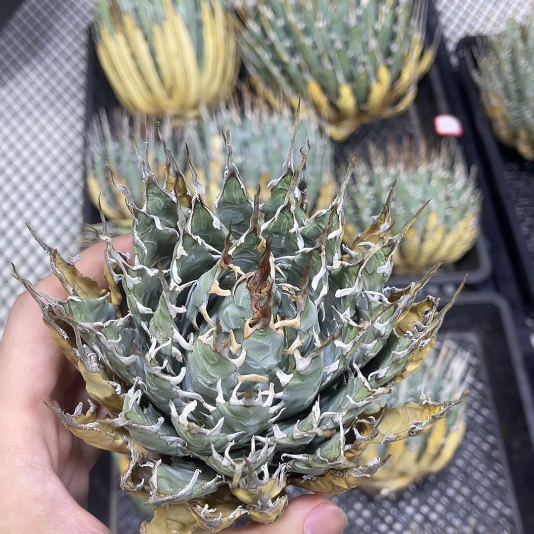 f***i111111111111111111