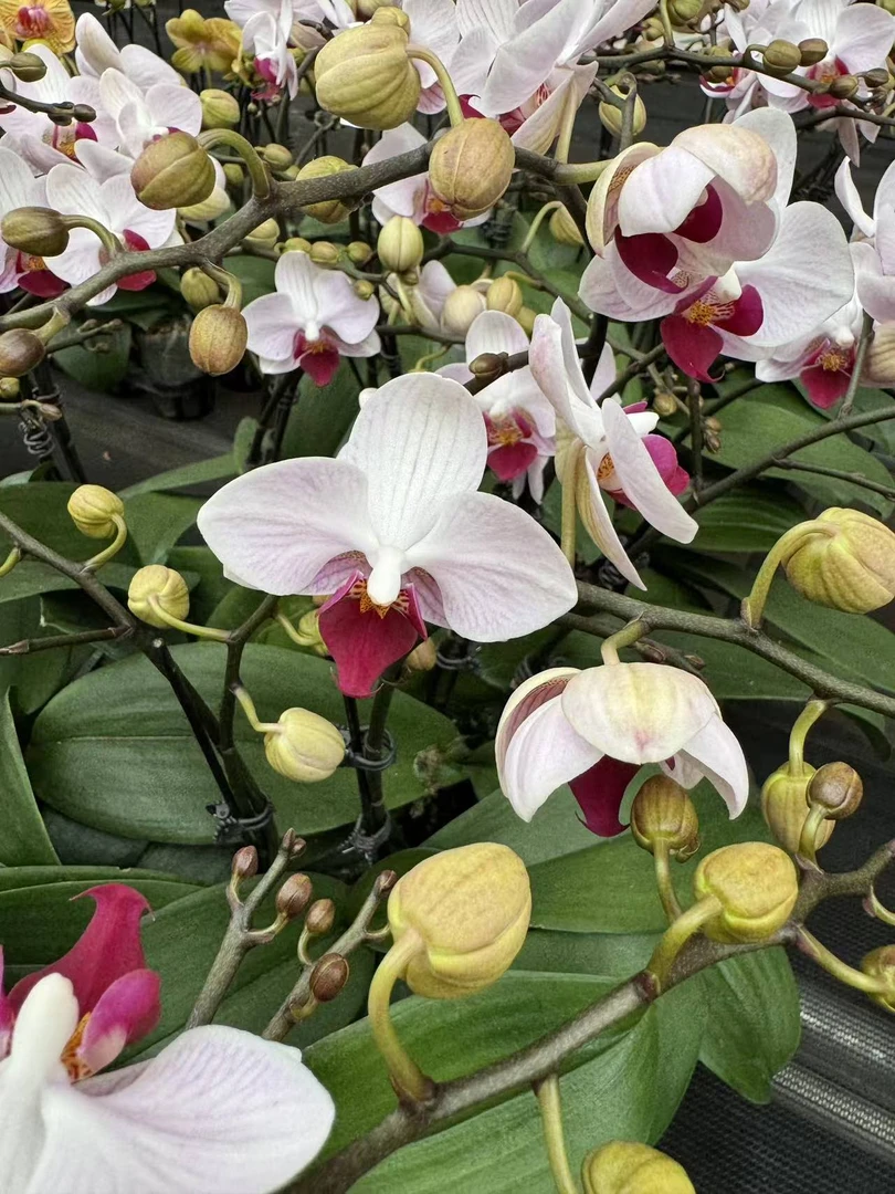 蝴蝶兰—【貂蝉】