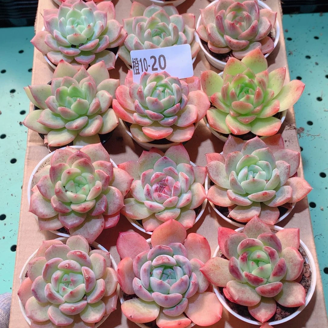 10-20一物一拍多肉带盆18颗