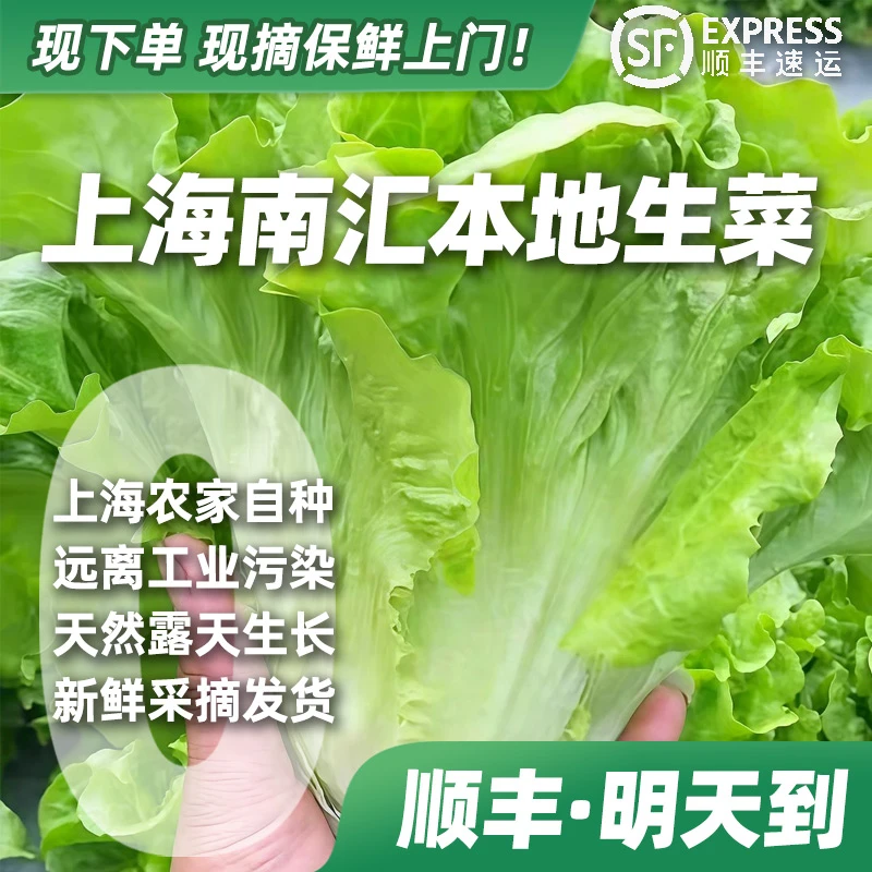 【顺丰·明天到】上海南汇生菜2斤装生菜
