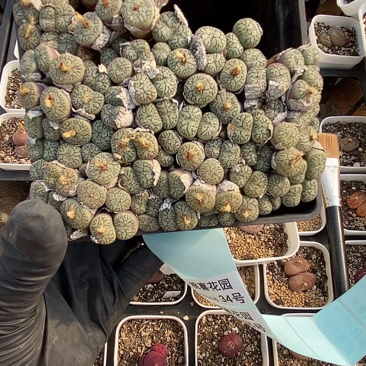 谢**哥桃喜花园0223-33太枝墨福利