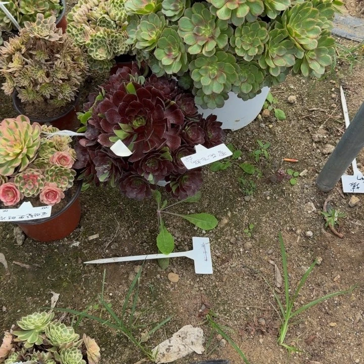 墨***姥秀。寄养发货 多肉植物