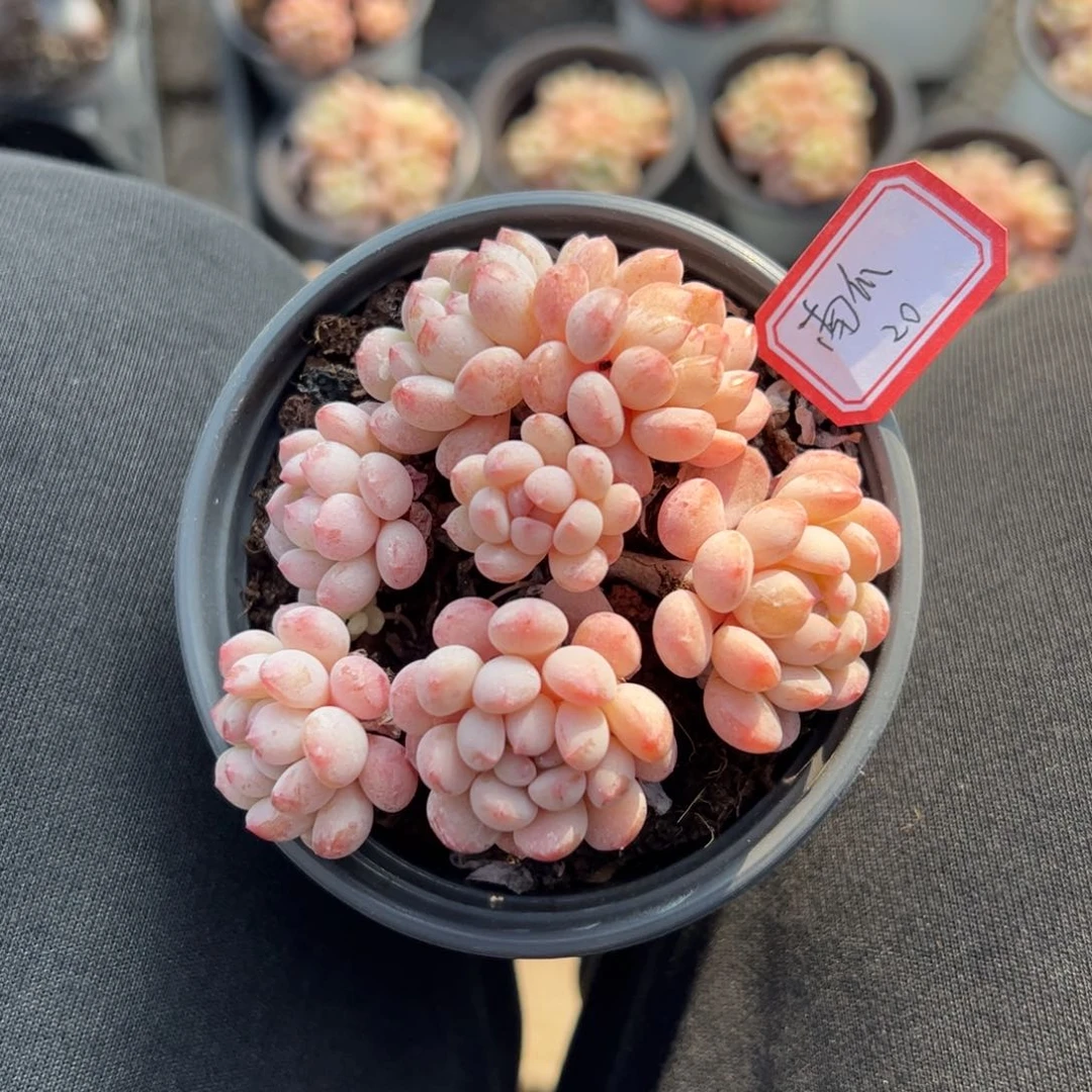 多人则多肉植物多肉