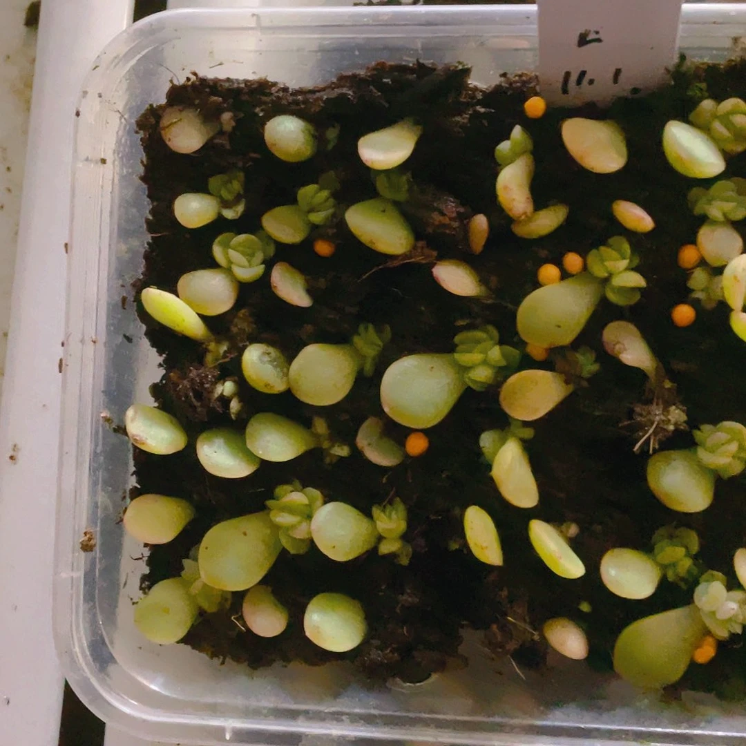 明眸芝麻苗一个满25包邮