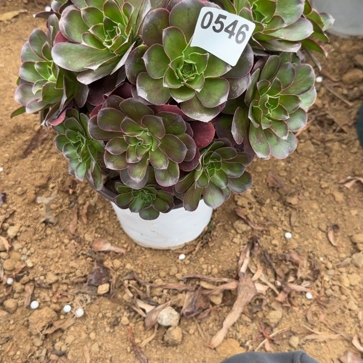 546 清棚处理不包断枝