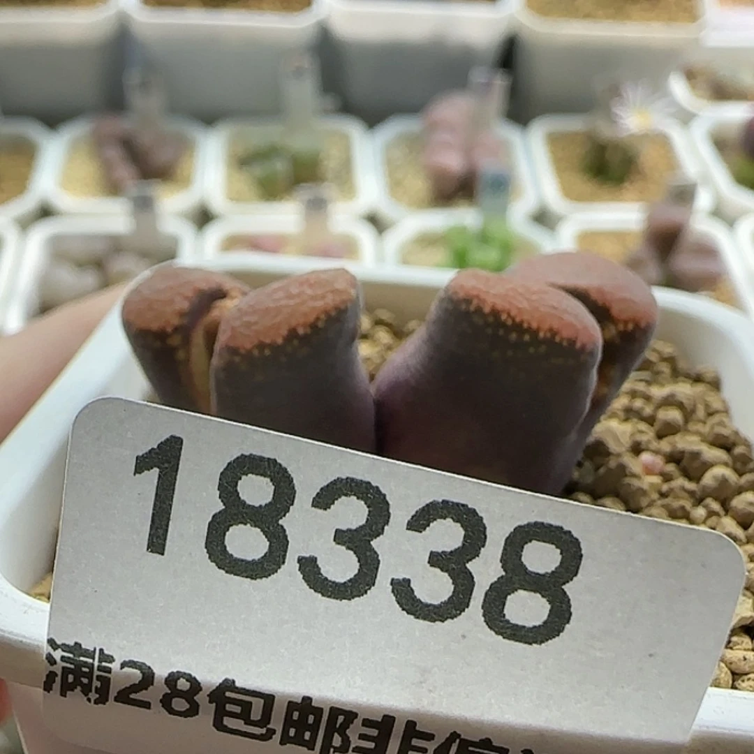 【闪购商品】?****^18338