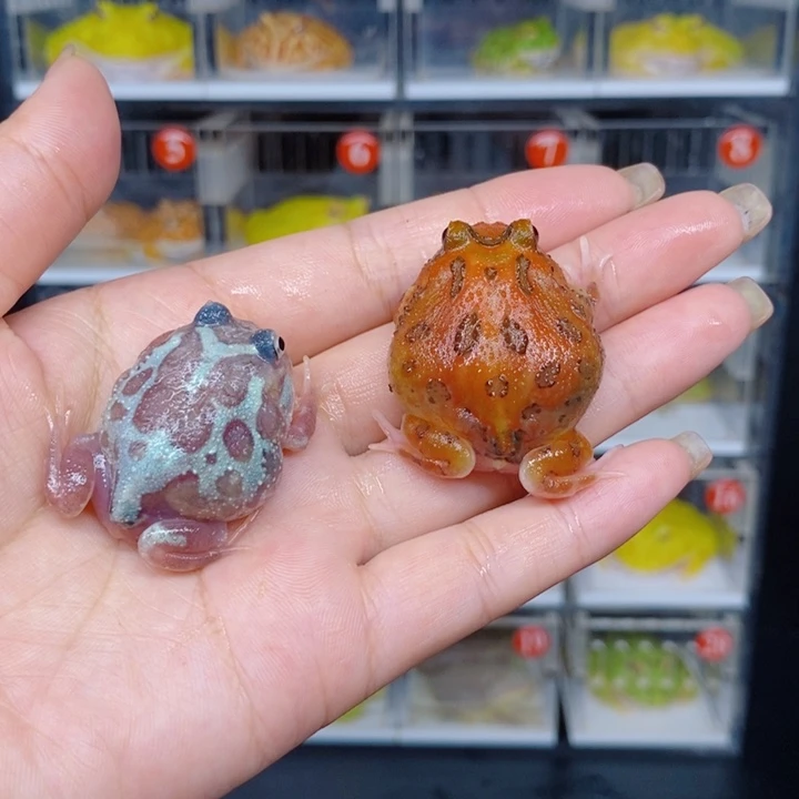 角蛙恭喜发财大吉大利