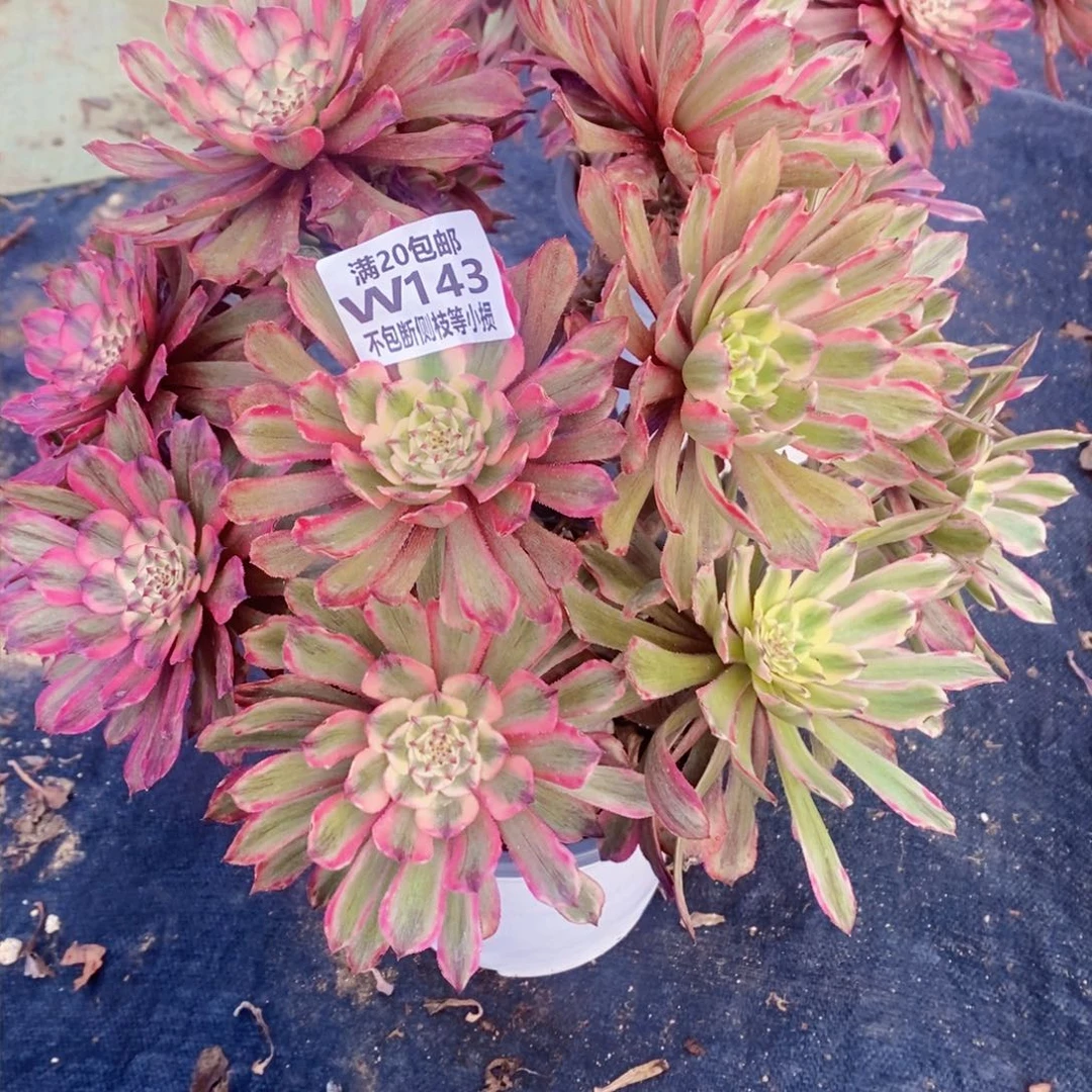 天***膀143粉黛多肉老桩多肉