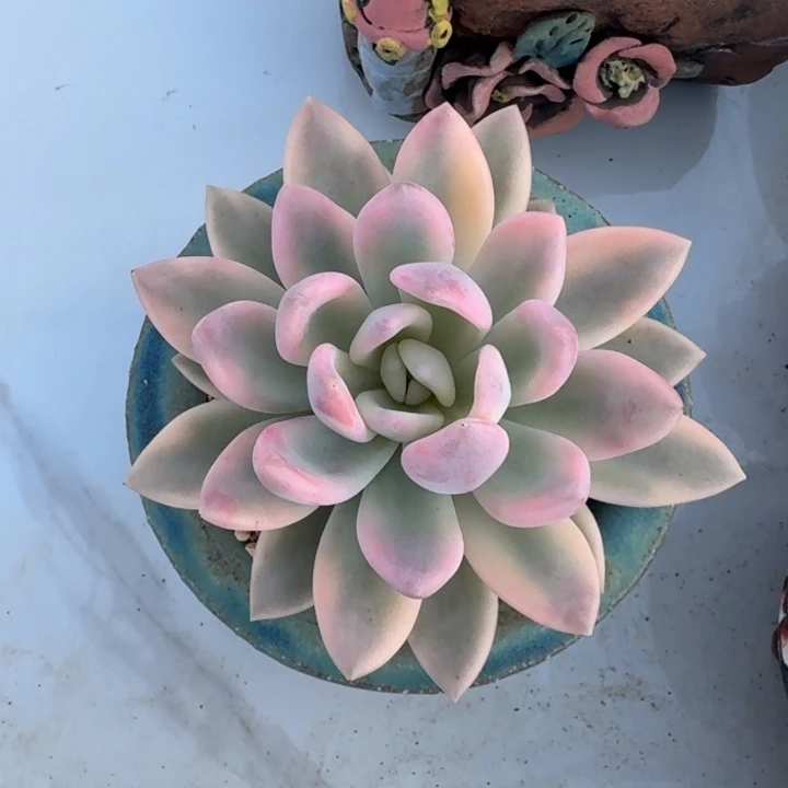 奥普琳纳 彩锦 一物一拍