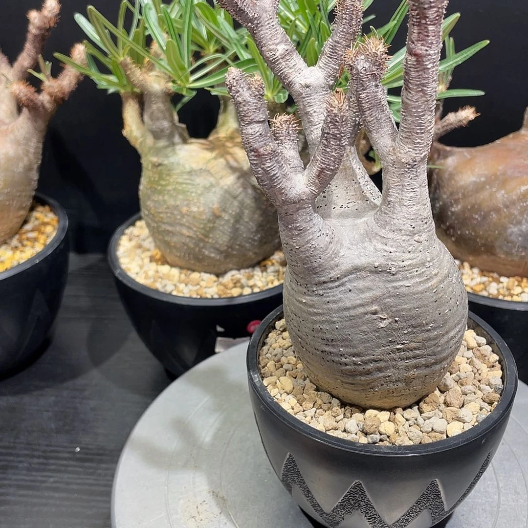 象牙宫带盆包邮哦