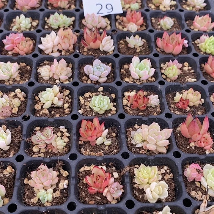 29 多肉植物盆栽花卉