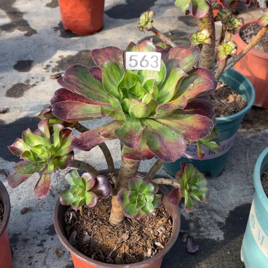 魅影中斑老桩多肉植物