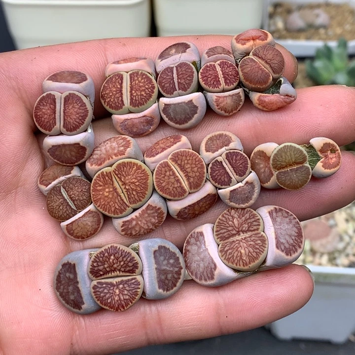 精品多肉植物大战僵尸先生们