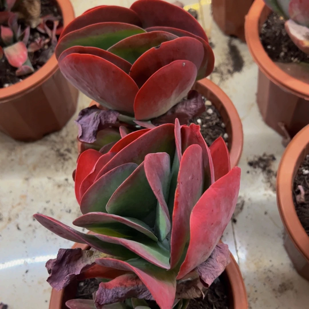 唐印单头带仔两盆