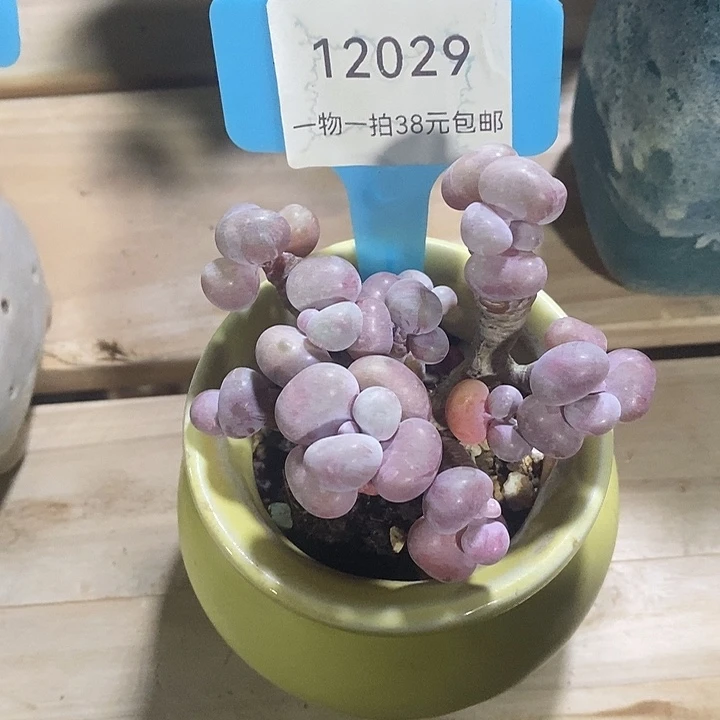 胭脂精品多肉桃蛋