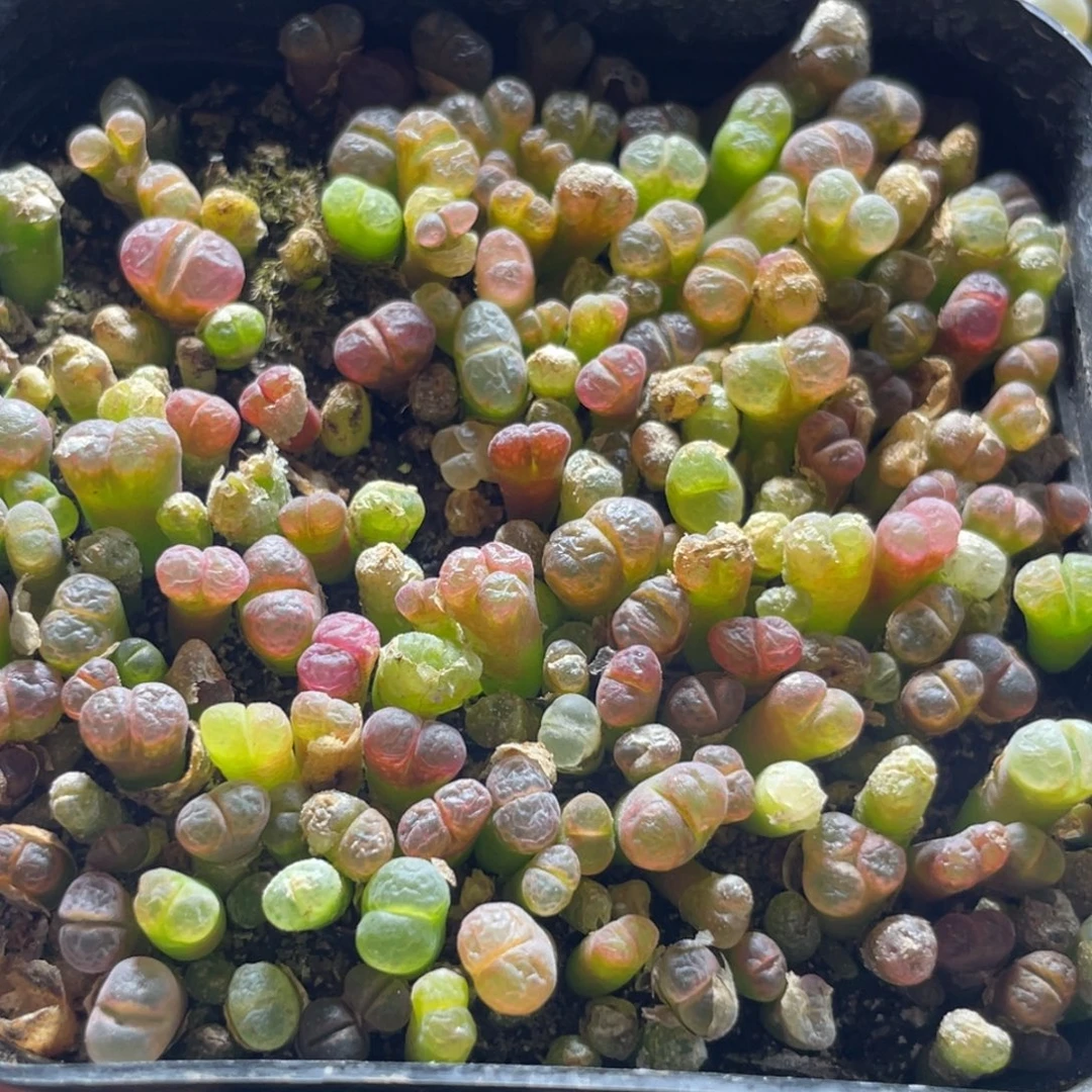 今晚大盆特价更新～