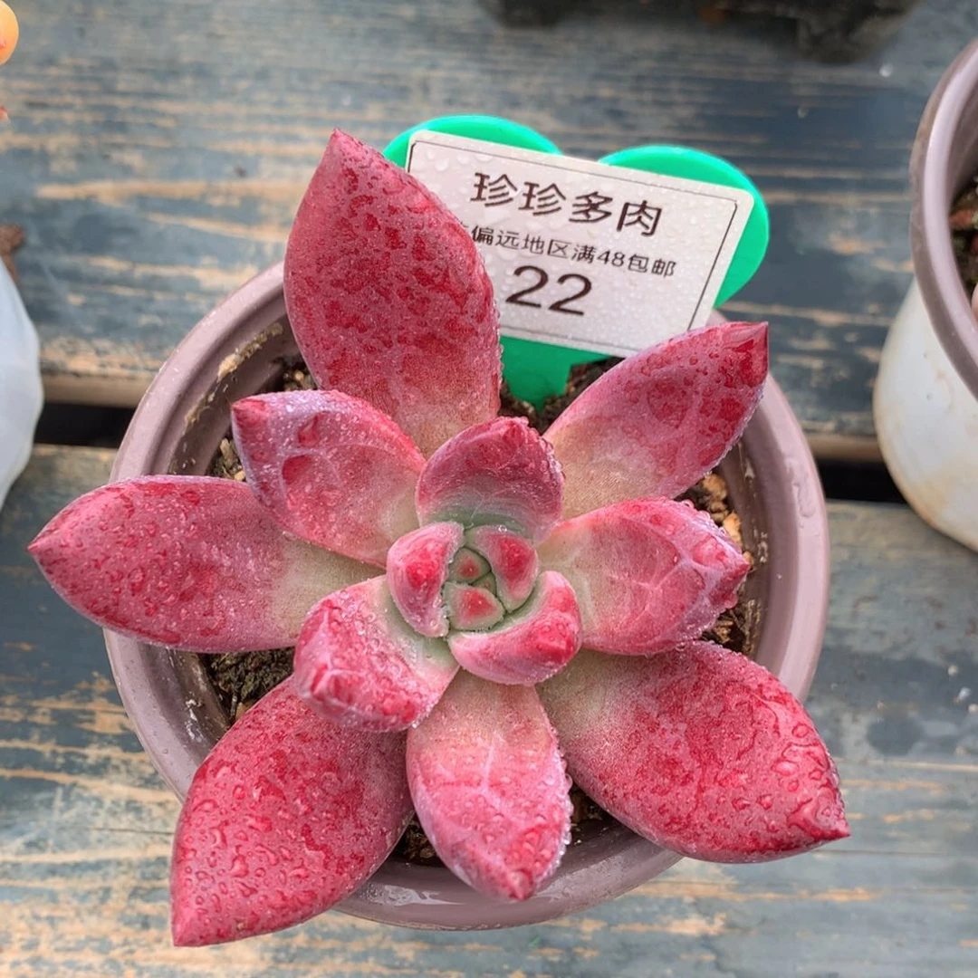 赫菲虞单头一物一拍22