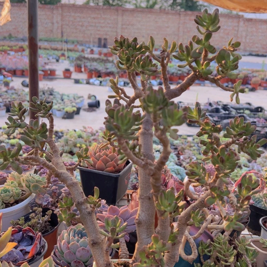 招财猫整桩整群老桩