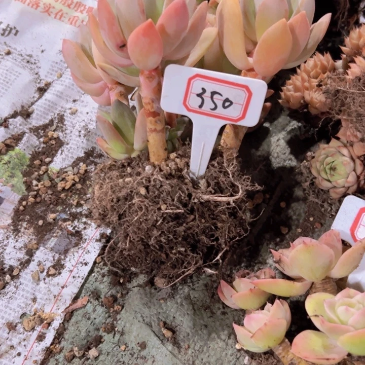 *****350海洋之心一物一拍39