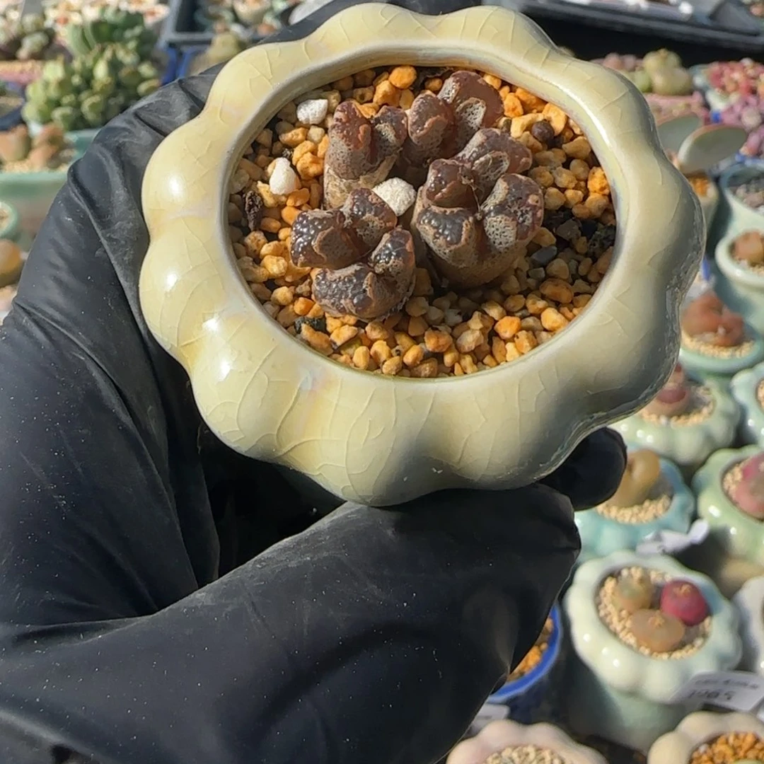 3990--一物一拍 带盆