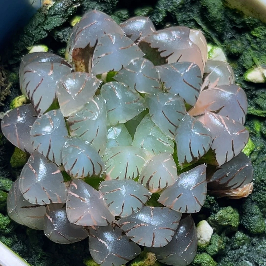 恭喜发财大吉大利652