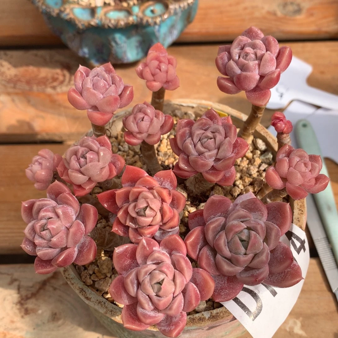 D1414逗号的多肉花园
