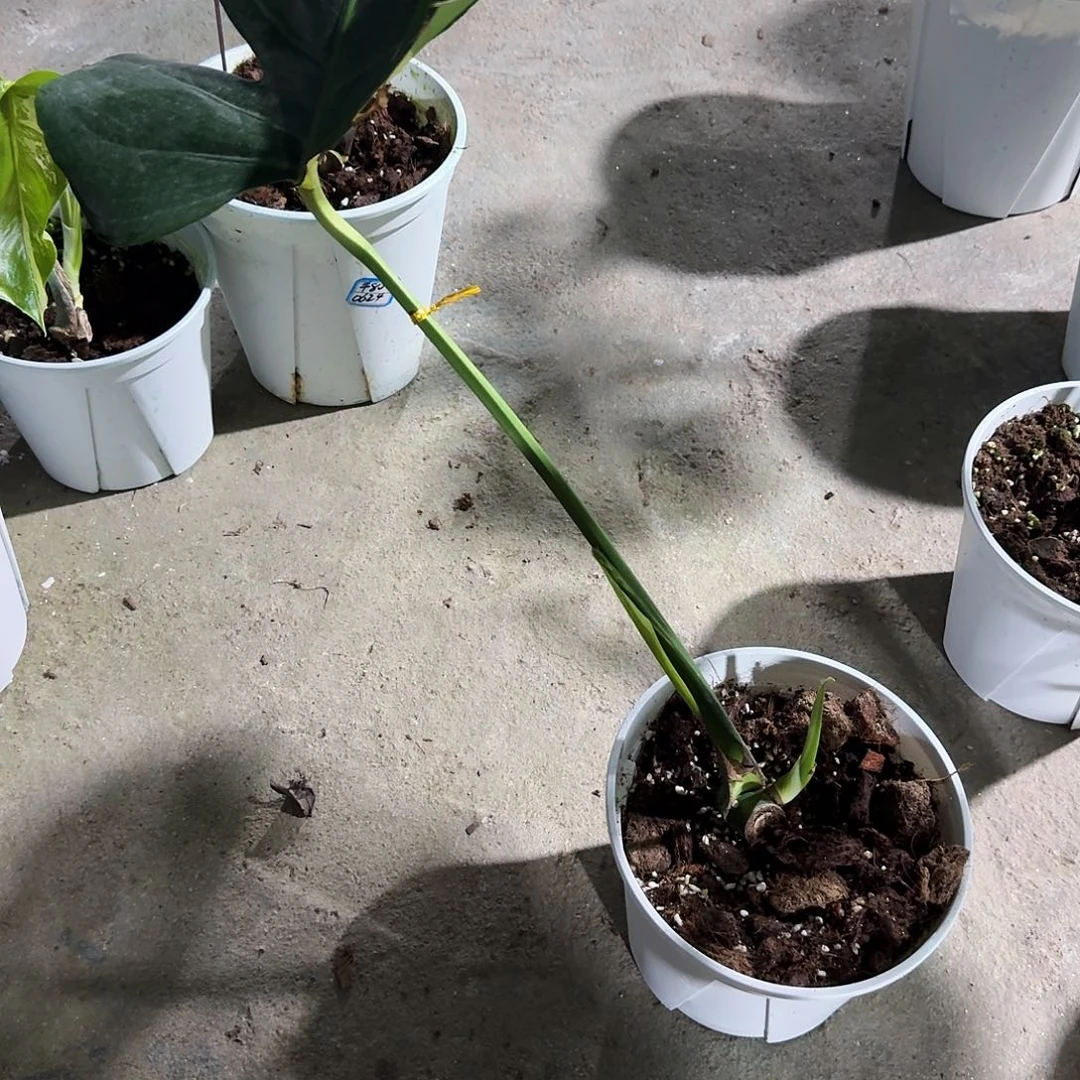 当前无花朵，栽培后可花朵吐*包龟背竹植物一物一拍